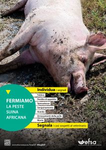 Campagna dell'EFSA contro la peste suina africana